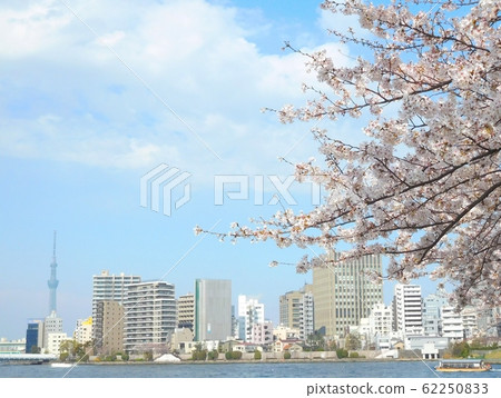 櫻花吉野森美吉野 櫻花吉野森美吉野 62250833