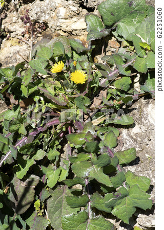 飛廉 飛廉 62251060