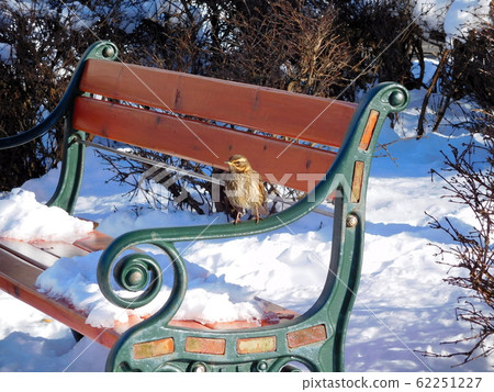 冰島鵝口瘡 62251227