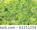 天然藍色和藍色海藻在收穫時的圖像剪切 62251258