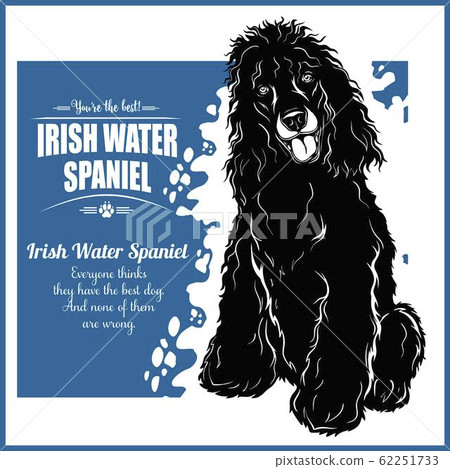 Irish Water Spaniel - vector template for t-shirt, logo and badges Irish Water Spaniel - vector template for t-shirt, logo and badges 62251733