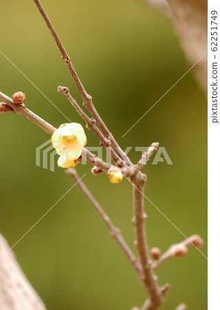 Scenery nature plant bird photo Roubai no Hana Kogi Mokui no Hana 62251749