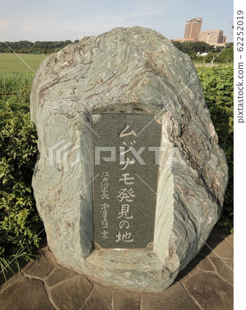 發現蘑菇的紀念碑,小岩莊部(江戶川區) 發現蘑菇的紀念碑,小岩莊部(江戶川區) 62252019