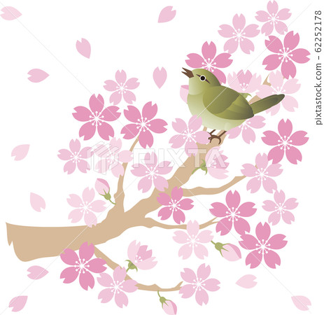 Uguisu白眼鳥鳥春天櫻花觀賞 62252178