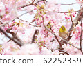 白眼櫻桃開花查看櫻花-正版照片 62252359