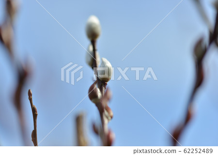 早春貓貓 62252489