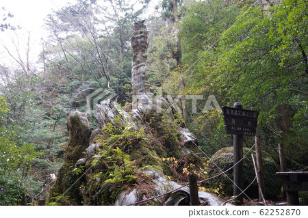 屋久島Yusugi 屋久島Yusugi 62252870