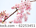 八角形的櫻花盛開與芽 62253451