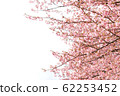 粉色櫻花盛開背景素材圖片 62253452