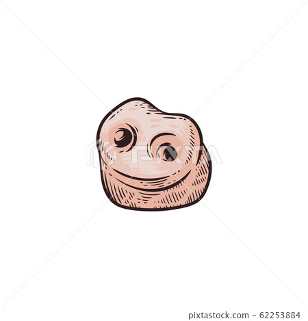 Pork meat butcher charts piglet icon vector illustration in sketch isolated. 62253884