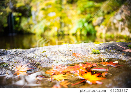 Autumn leaves and ponds 62253887