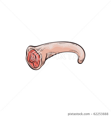 Tail part of pork carcass - icon, vector illustration in sketch style isolated. Tail part of pork carcass - icon, vector illustration in sketch style isolated. 62253888