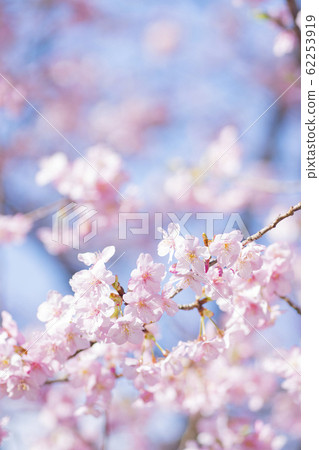 Kawazu cherry tree 62253919