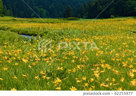 尾瀨沼澤和大江沼澤地的日光莎草 62253977