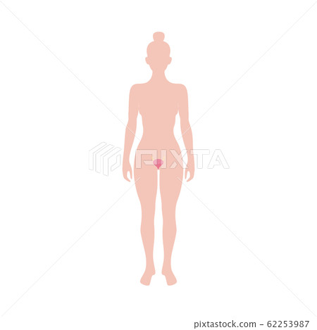 Female reproductive organ anatomy diagram - woman silhouette with uterus 62253987