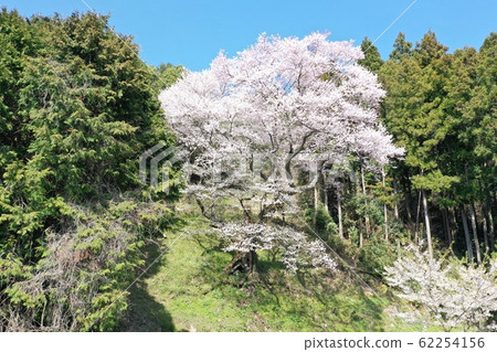 Sakura Nishikicho 62254156