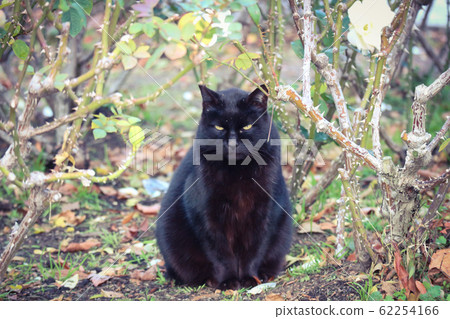 A black stray cat staring at this A black stray cat staring at this 62254166