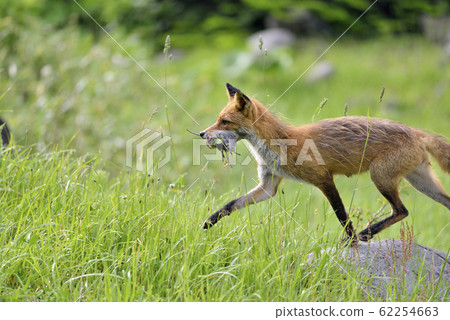 Northern fox capturing a rat (Shiretoko, Hokkaido) 62254663