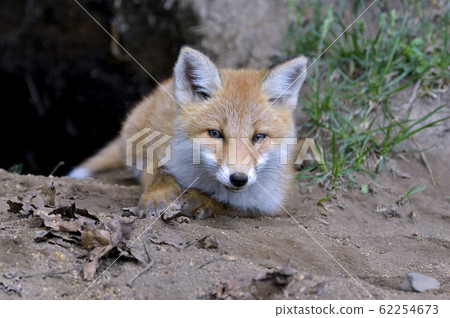 A red fox emerging from a burrow (Shiretoko, Hokkaido) 62254673