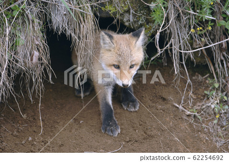 Red fox emerging from a burrow (Taiki-cho, Hokkaido) Red fox emerging from a burrow (Taiki-cho, Hokkaido) 62254692