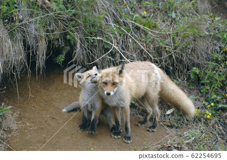 Baby foxes that can be sweetened by their mother (Taiki-cho, Hokkaido) Baby foxes that can be sweetened by their mother (Taiki-cho, Hokkaido) 62254695