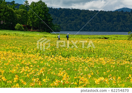 夏天的大瀨/大江濕地,日光莎草盛開 夏天的大瀨/大江濕地,日光莎草盛開 62254870