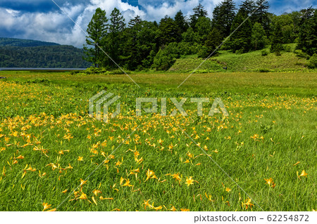 Oze / Oe Wetland in Summer, where Nikko sedge blooms Oze / Oe Wetland in Summer, where Nikko sedge blooms 62254872
