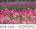 粉紅色的鬱金香 62255052