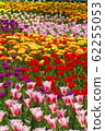 多彩鬱金香 62255053