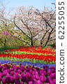 鬱金香和櫻花 62255055