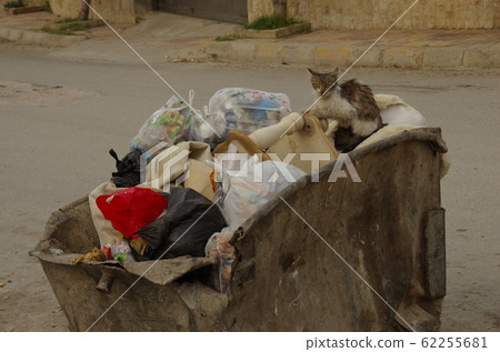 [Jordan] Zarqa, a stray cat standing on a garbage container in the city 62255681