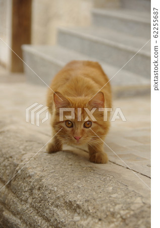 [Jordan] Zarqa, a brown cat with a fluffy hair that stops in the city and is vigilant 62255687