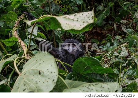 portrait of a baby gorilla in the wild deep in the jungle portrait of a baby gorilla in the wild deep in the jungle 62256229