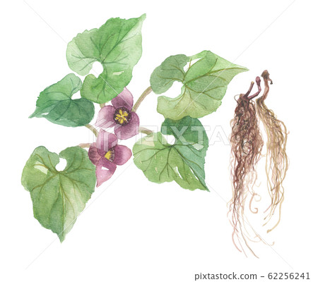 細香料 細香料 62256241