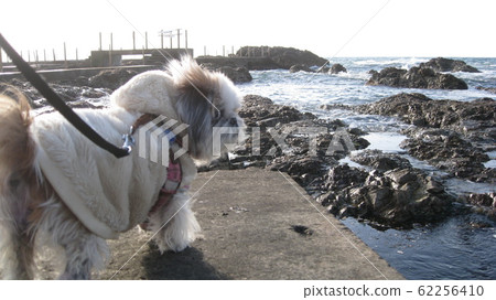 Dog walking on jetty in the Sea of Japan 62256410