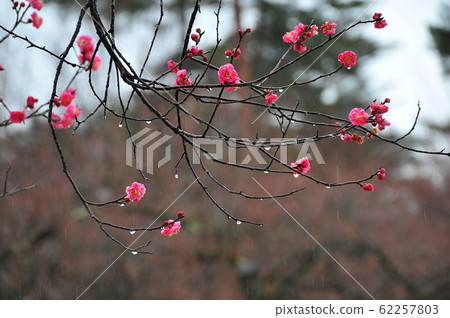 Plum flower rain information rain plum forest watching rain plums watching in the rain Plum flower rain information rain plum forest watching rain plums watching in the rain 62257803