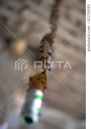 flytrap flypaper. hanging insect tape close-up 62258083