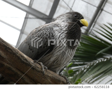 Powered by Translate 62258118