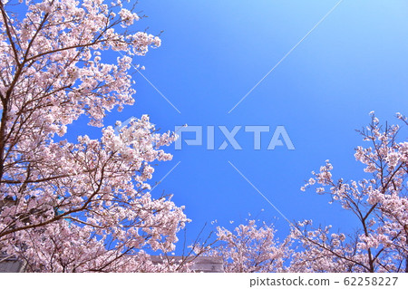 櫻花在藍藍的天空和春天的光芒中閃耀 62258227
