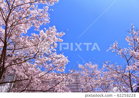 櫻花在藍藍的天空和春天的光芒中閃耀 62258228