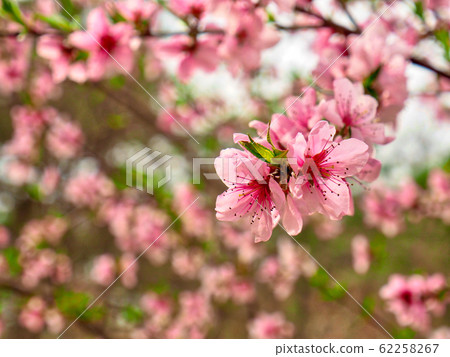韓國的梅花風景 韓國的梅花風景 62258267