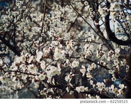 韓國的梅花風景 62258525