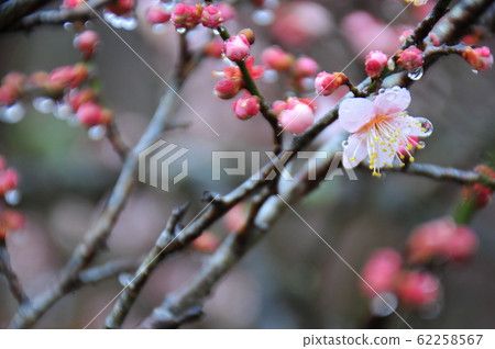雨李子雨李子森林雨和梅花梅子花園雨 62258567