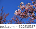 櫻桃樹 62258587