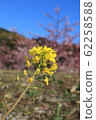 櫻花和油菜花 62258588