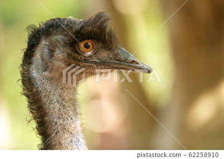 Australian Emu 62258910