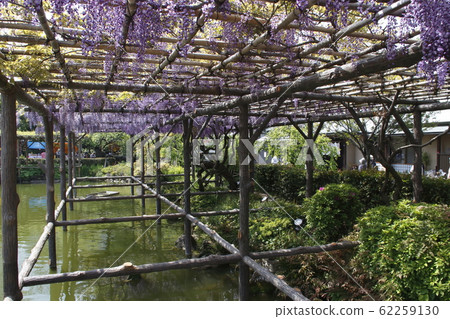 Wisteria of Kameido Tenjin Wisteria of Kameido Tenjin 62259130
