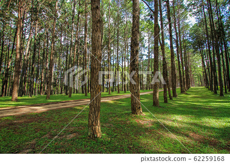 Thailand, Autumn, Backgrounds, Beauty, Beauty In 62259168