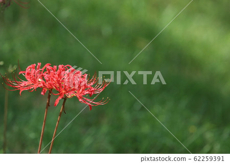 Cluster amaryllis Cluster amaryllis 62259391