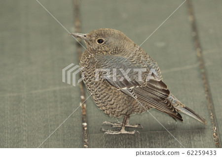 Bumblebush女 62259433